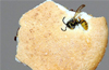 Mangaluru:Dead insect found in biscuit packet